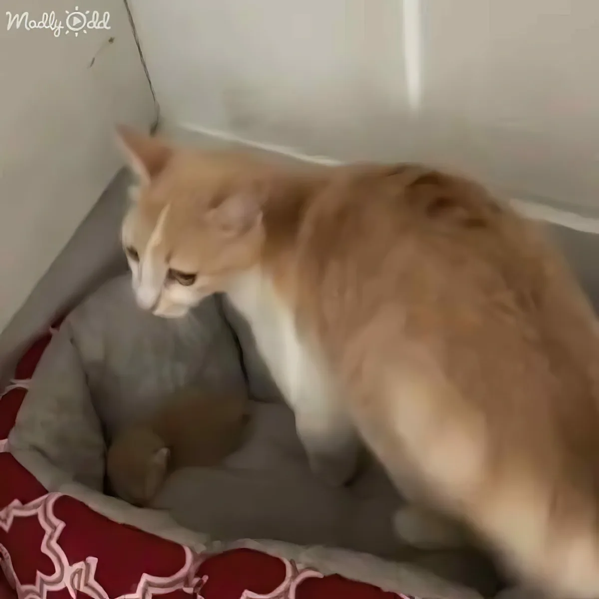 An orange and white cat sits in a red and gray cat bed, looking to the left.