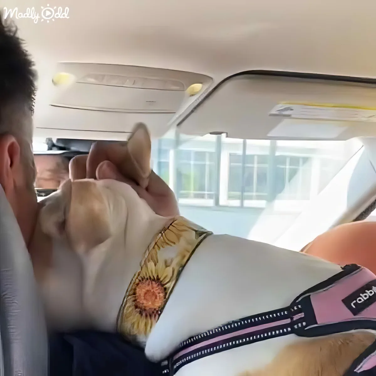 A dog wearing a sunflower-patterned harness sits in a car, leaning against a person's shoulder.