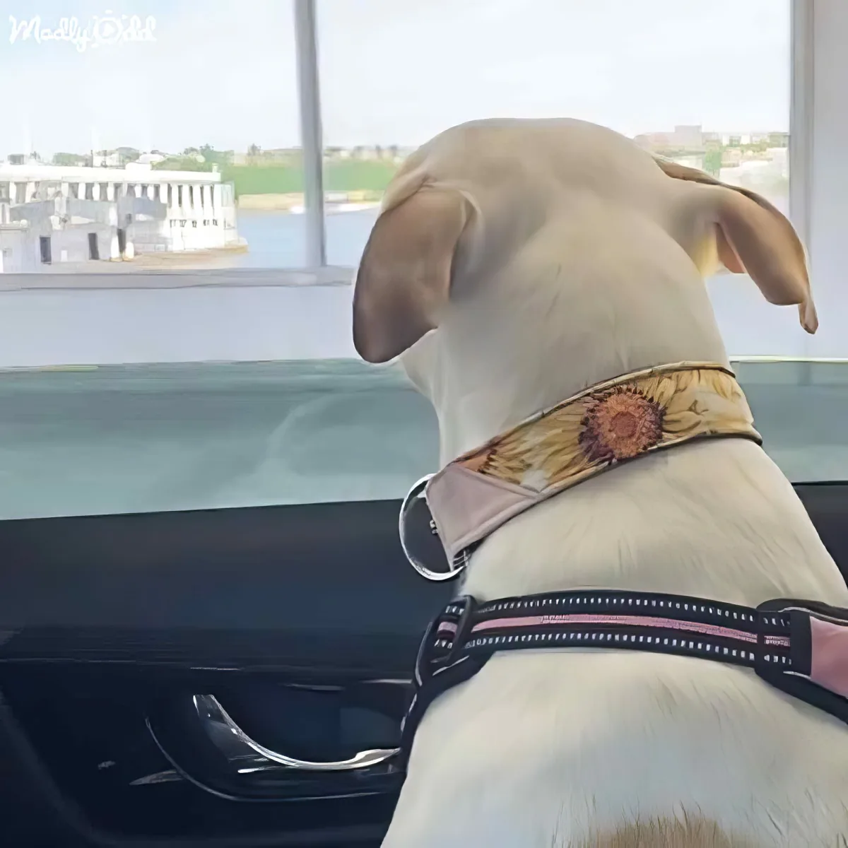 A light-colored dog wearing a sunflower collar and harness looks out a car window at a scenic view.
