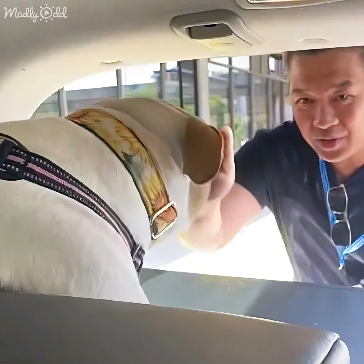 A man in a car pets a white dog wearing a harness, with a window view of buildings outside.