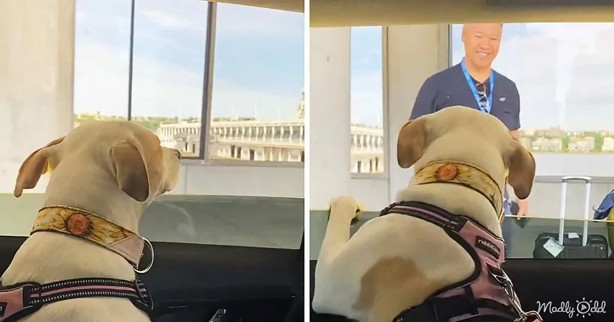 A yellow Labrador retriever wearing a harness looks out a window at a man in a blue shirt and lanyard.