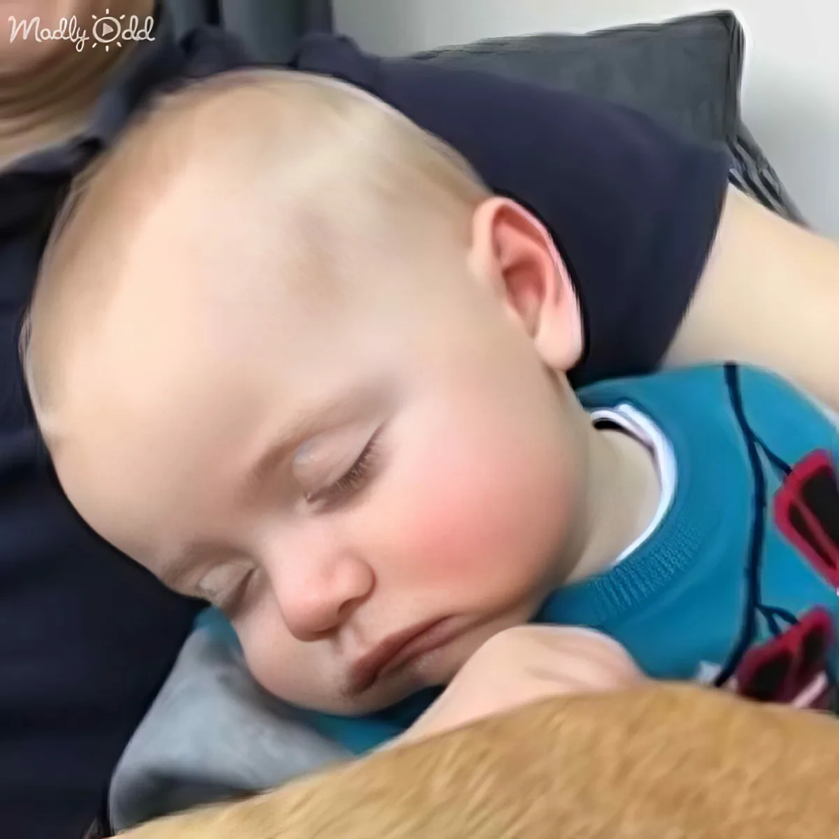 A young child with a shaved head is sleeping peacefully on someone's lap, wearing a blue shirt with red accents.