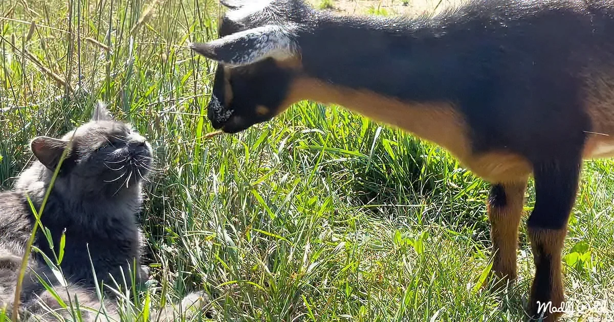 A cat and a goat are interacting in a grassy field, with the goat appearing to nudge or feed the cat.