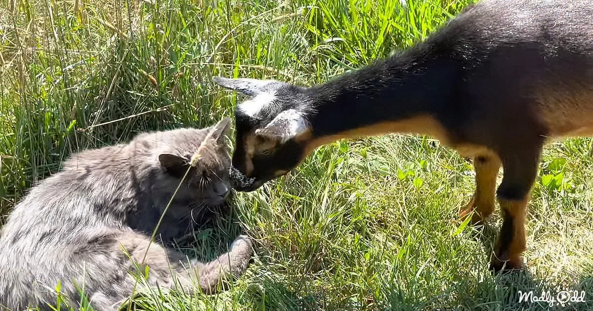 Little Goat Kid Sneaks up to Kiss Barn Cat