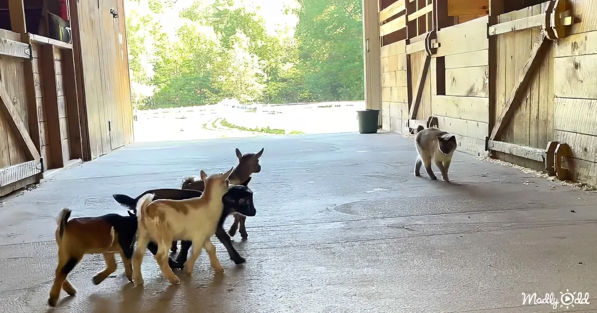 A cat walks past a group of goats in a barn doorway, with trees and sunlight visible outside.