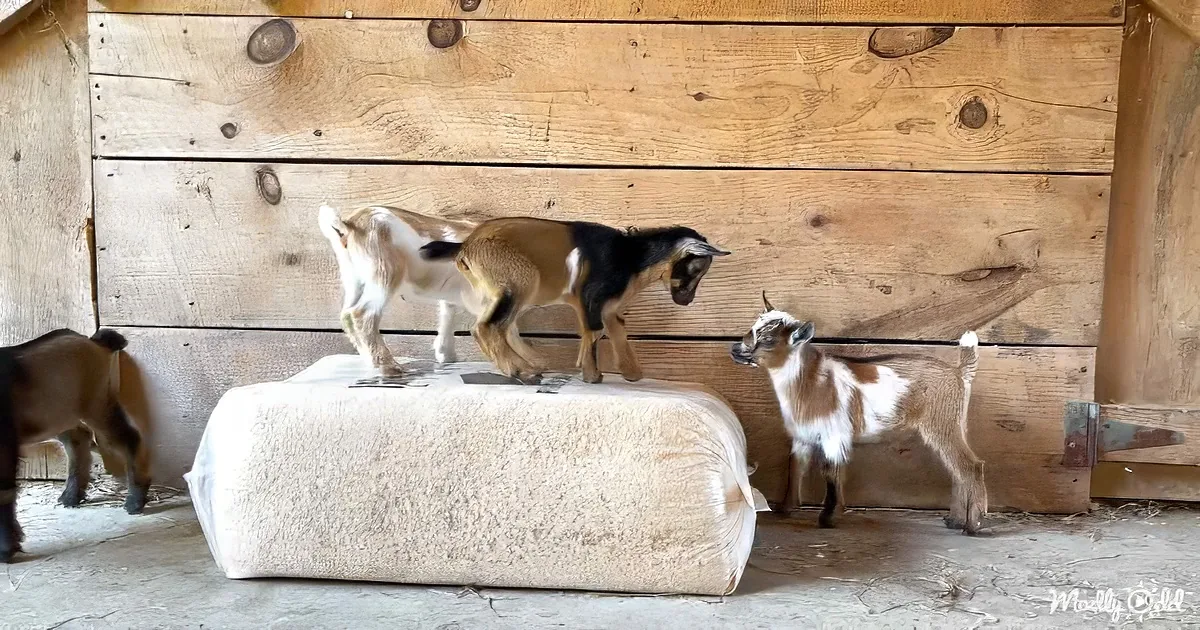 Four goats explore a barn, one climbing on a rolled-up mat, others standing nearby.