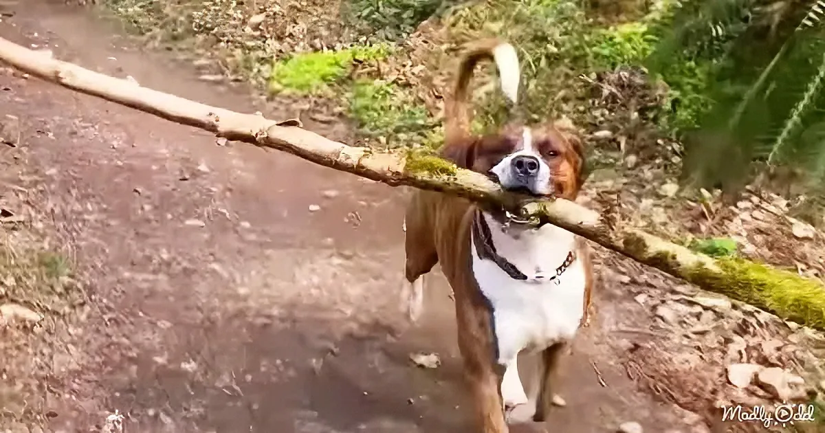 A dog with a brown and white coat carries a large stick on its back, standing on a forest path.