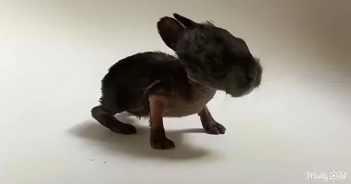 A small, dark-colored, hairless puppy is standing on a white surface, looking down with its head tilted.