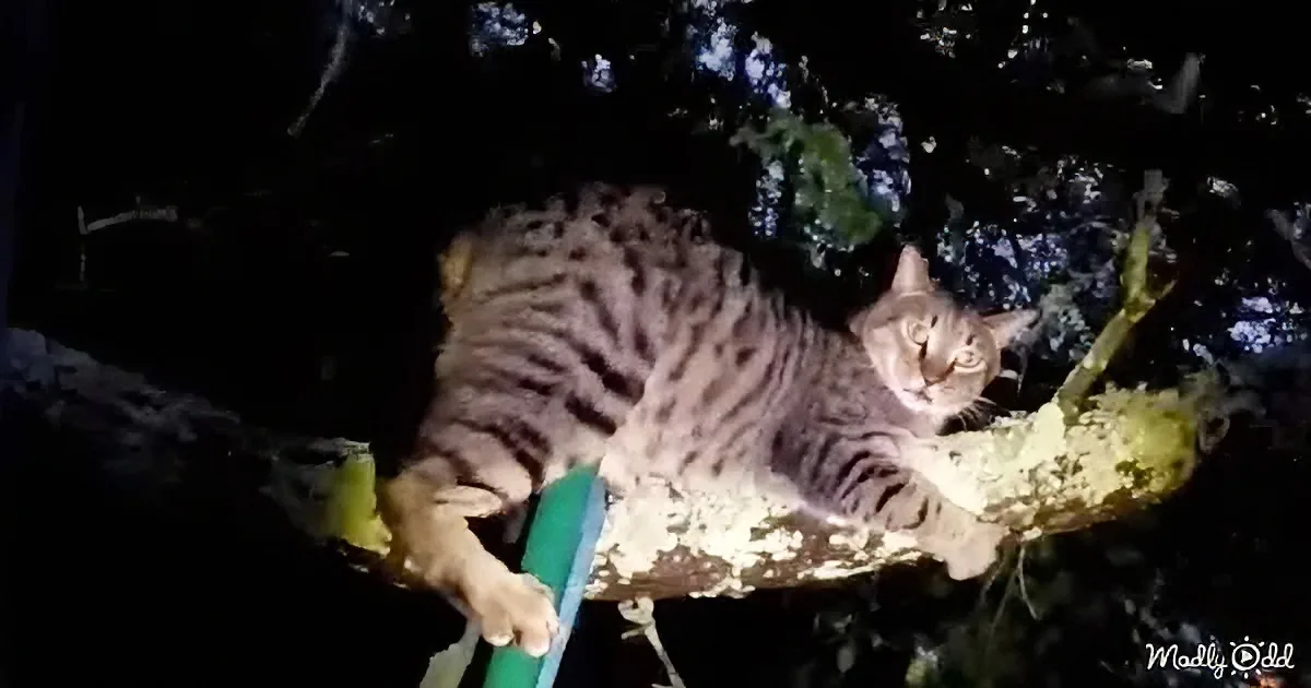 A tabby cat is perched on a tree branch at night, looking relaxed.