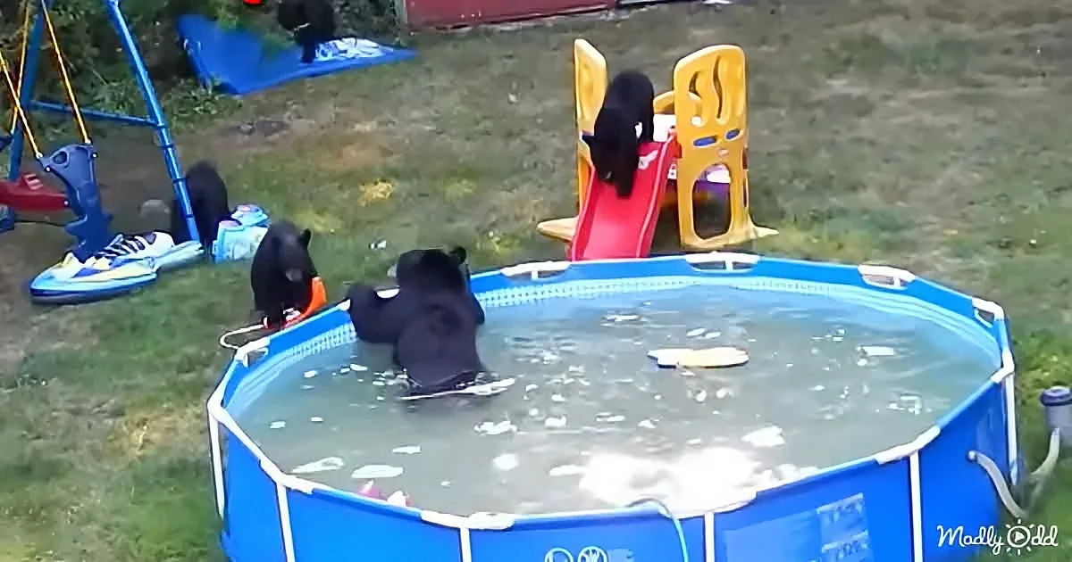 Adorable bear family