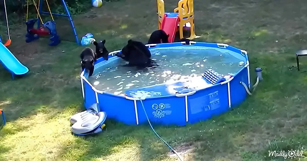 Adorable bear family
