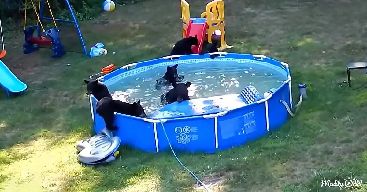 Adorable bear family