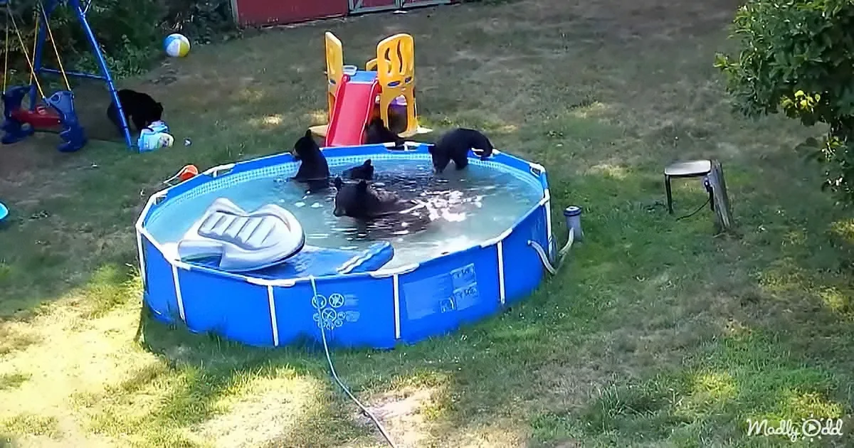 Five black bears are swimming in a small blue inflatable pool in a backyard.