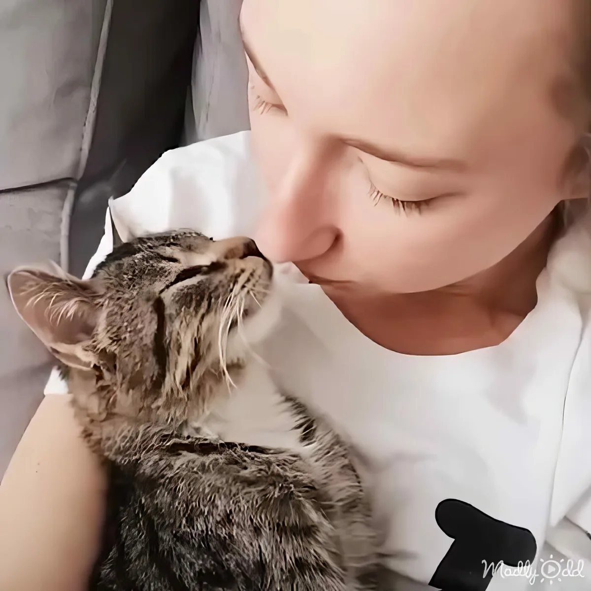 A person wearing a white shirt is holding and kissing a tabby cat.