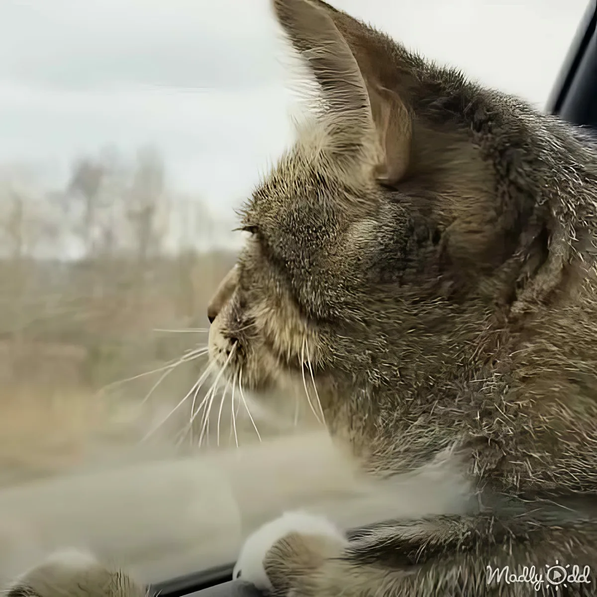A tabby cat with white paws sits by a window, gazing outside.