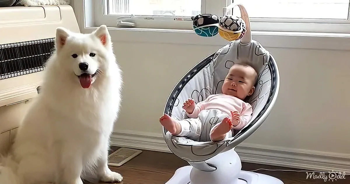 A fluffy white dog sits beside a baby in a bouncer, both looking calm and content.