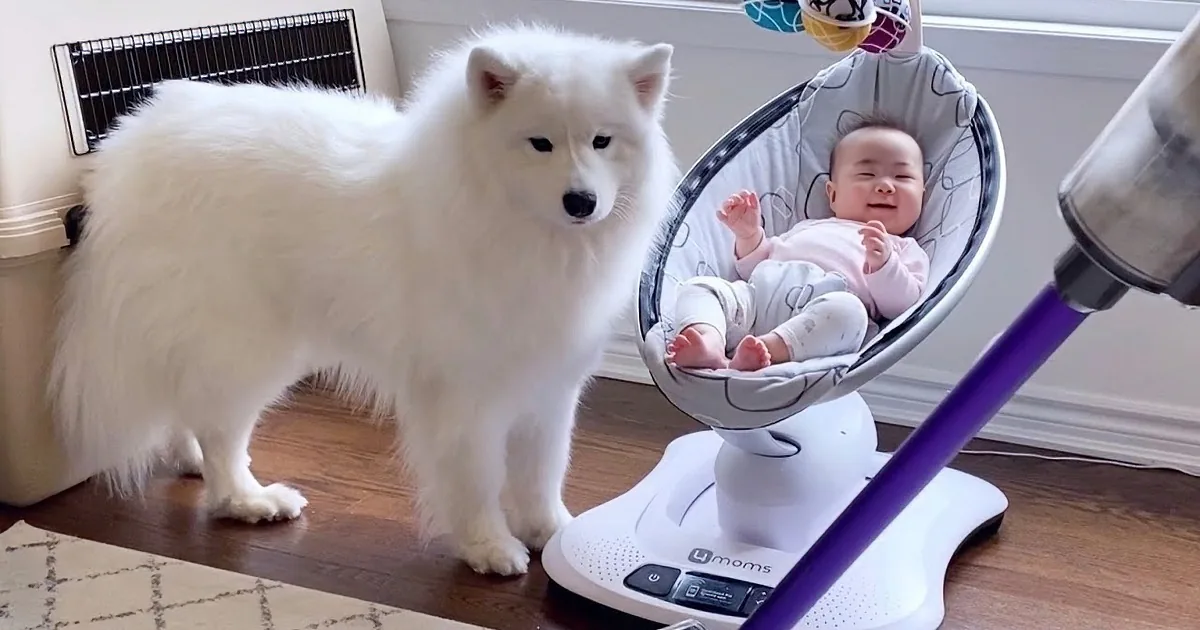 Loyal Family Dog Protects Toddler From a Vacuum Like a Bodyguard