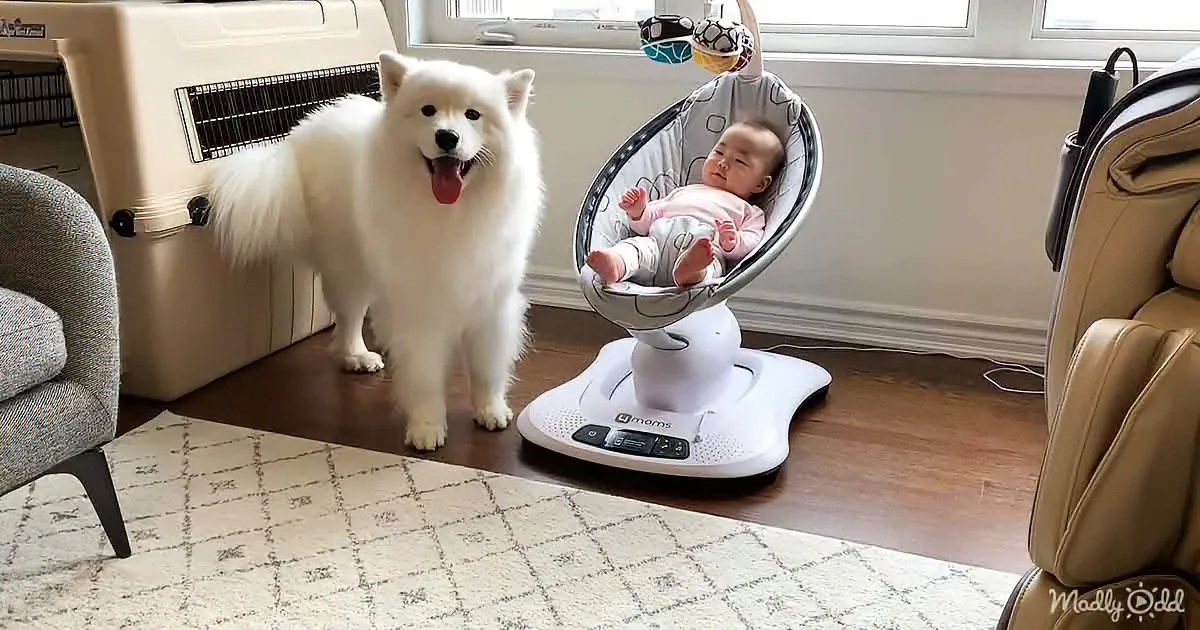 A fluffy white dog stands next to a baby in a bouncer, both in a cozy room with a rug and furniture.