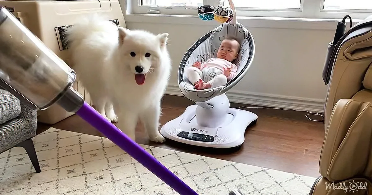 A fluffy white dog stands near a baby in a bouncer, with a vacuum cleaner in the foreground.