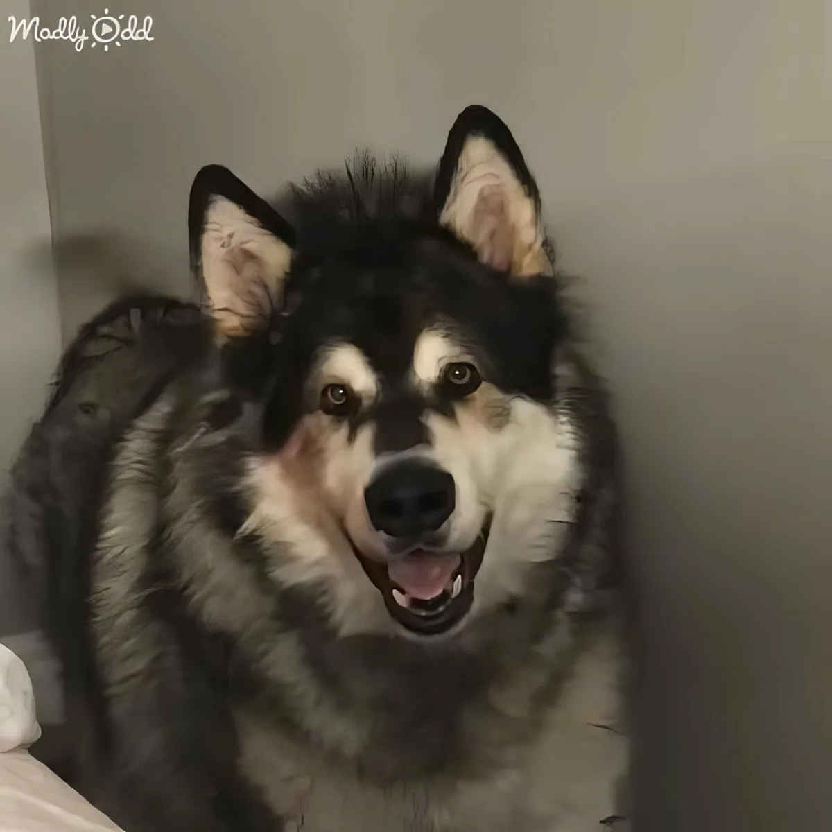 A fluffy black and white dog with pointy ears and a happy expression is sitting on a white surface.