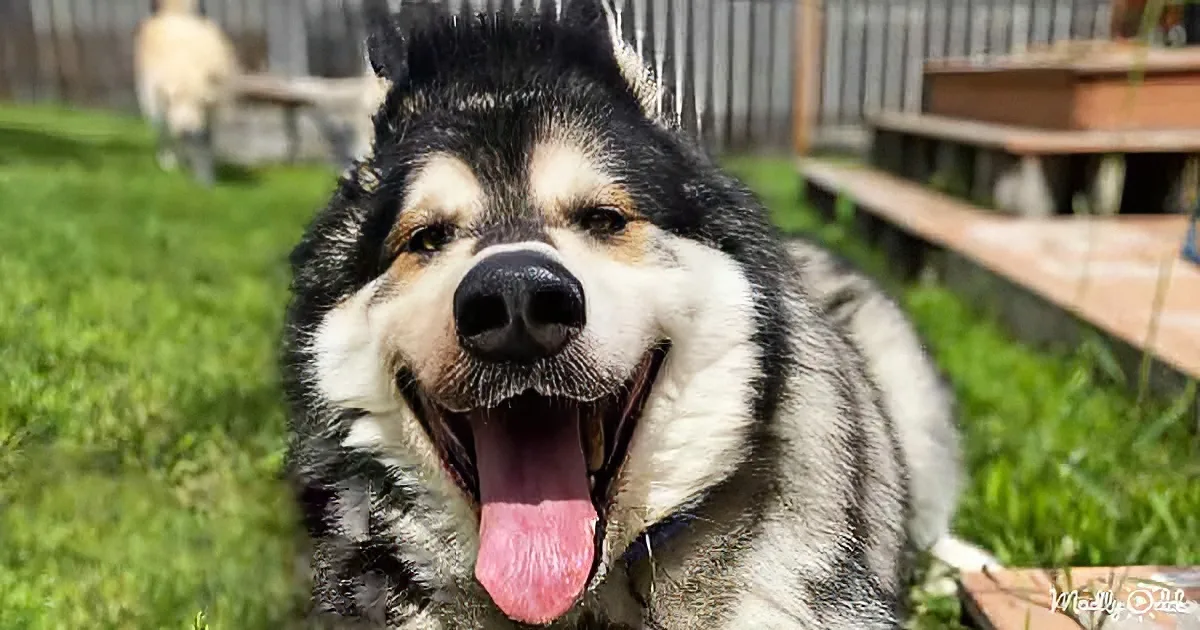 Two-Hundred Pound Husky Loses a Ton of Weight in Six Months