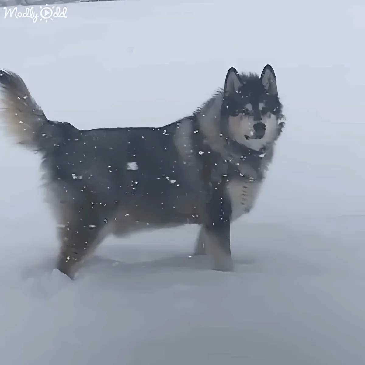 A husky dog stands in deep snow, its fur speckled with snowflakes, looking directly at the camera.