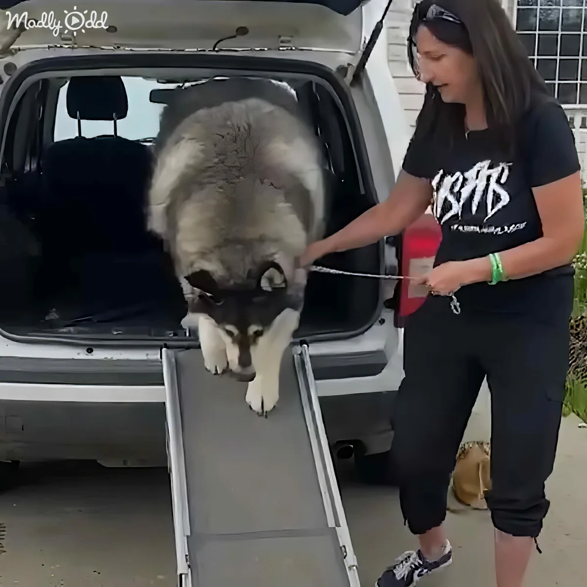 A woman helps a large husky dog climb into a truck using a ramp.