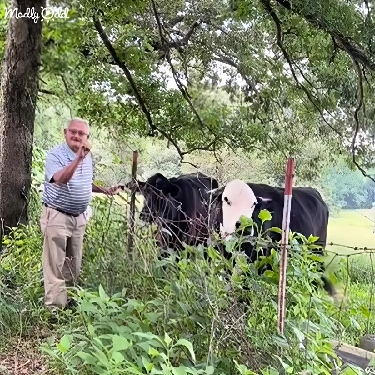 An elderly man stands near a cow, both partially obscured by foliage, in a lush, green outdoor setting.