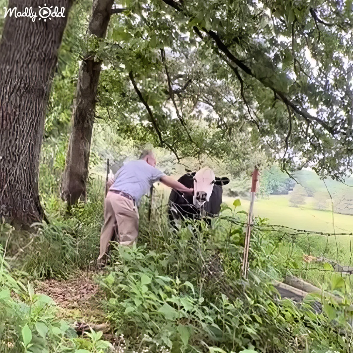 A man in a gray shirt and khaki pants pets a black and white cow in a lush green field.