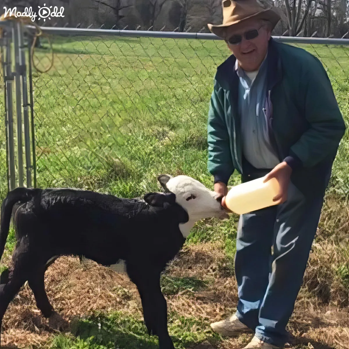 A man in a hat feeds a black and white calf with a bottle in a grassy field.