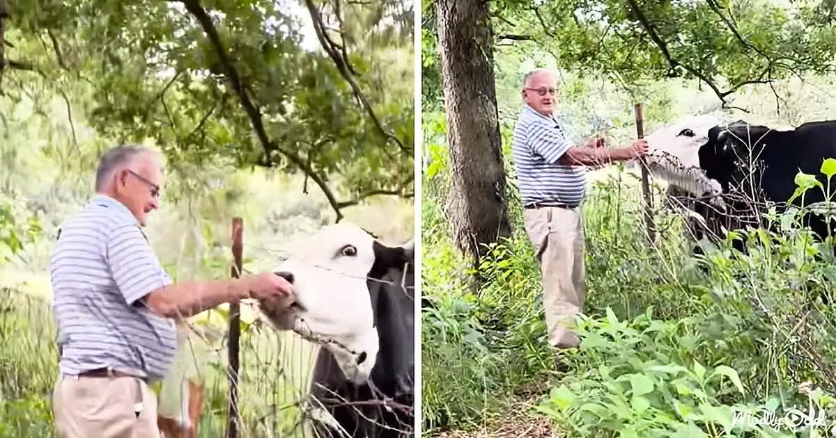 An older man pets a cow through a fence in a lush, green outdoor setting.