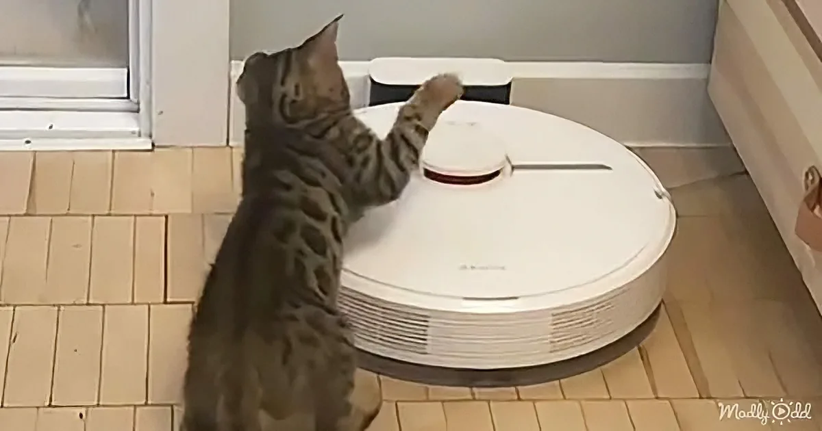 A cat stands on hind legs, reaching out to touch a white robotic vacuum cleaner on a tiled floor.