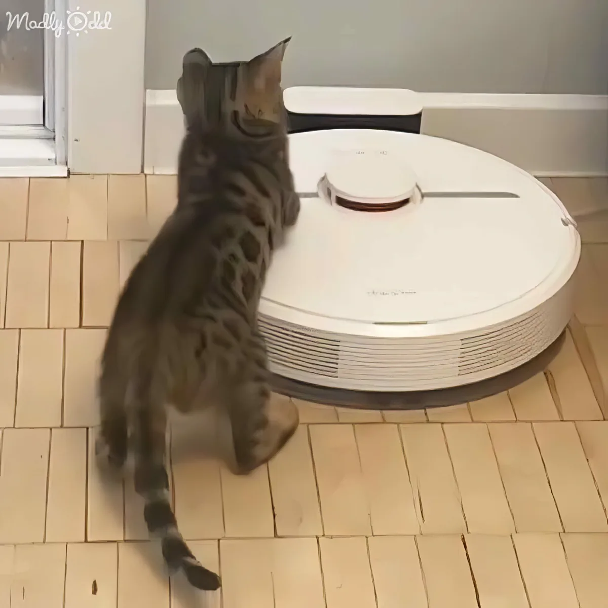 A cat stands on its hind legs, intently observing a white robotic vacuum cleaner on a tiled floor.