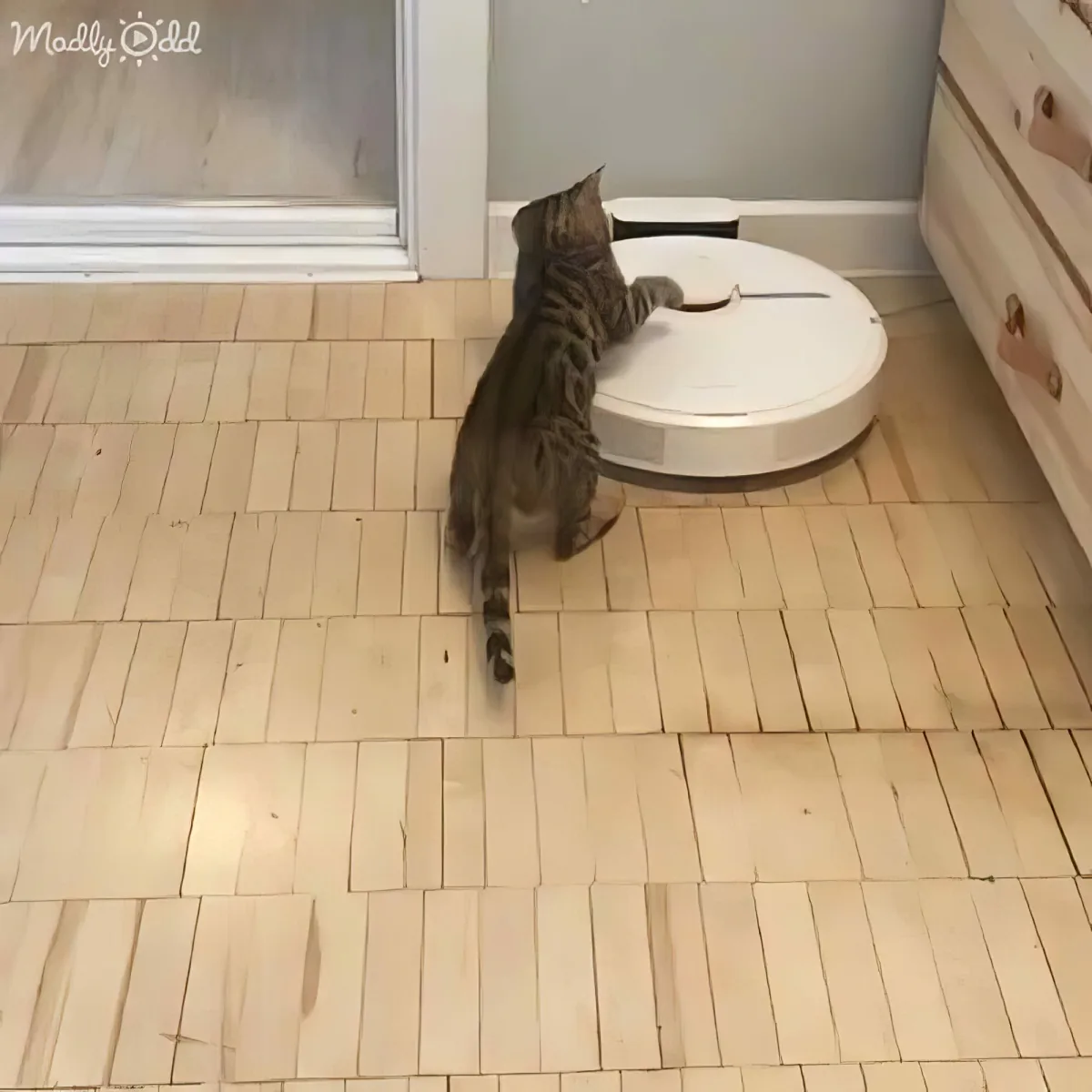 A tabby kitten investigates a white robotic vacuum cleaner on a wooden floor.