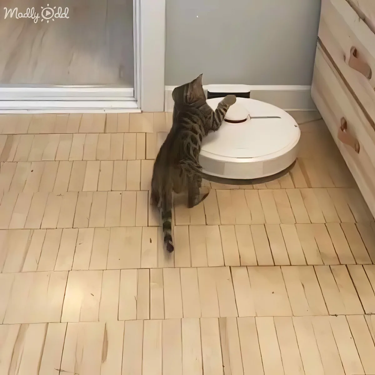 A tabby kitten reaches up to touch a white robotic vacuum cleaner on a tiled floor.