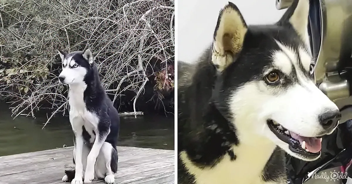 A Timely Rescue Helps a Scared Dog Become Happy Again