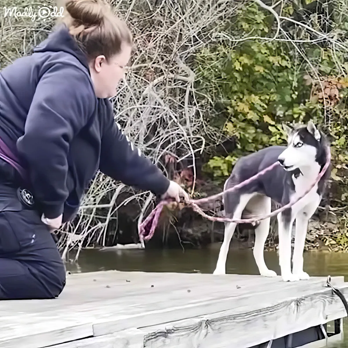A person in a blue hoodie pulls a husky with a pink leash from a body of water on a wooden dock.
