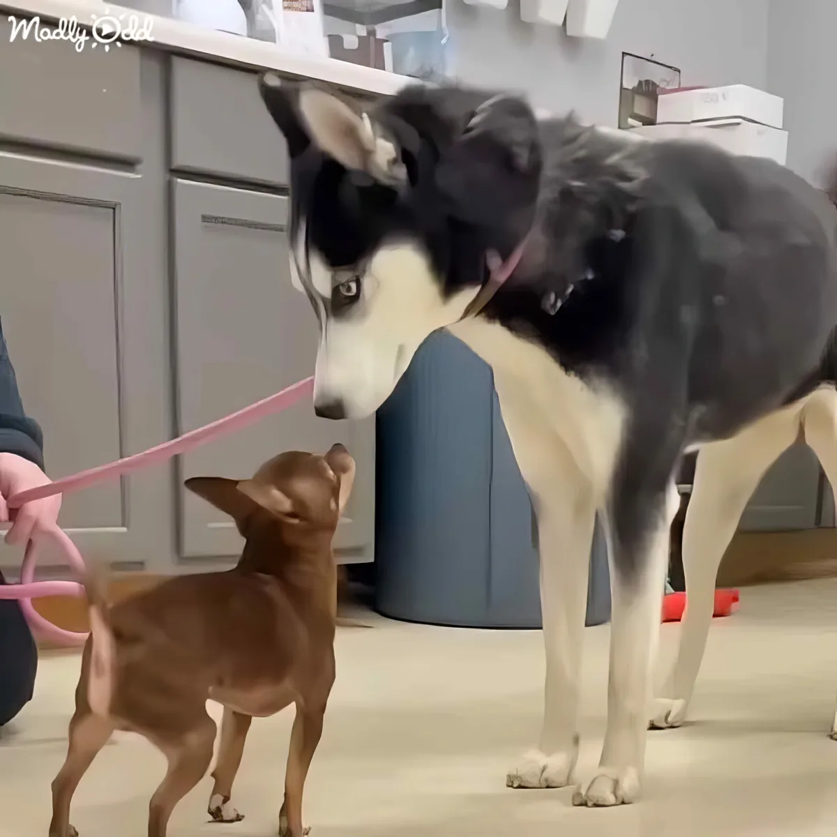 A small brown dog on a leash stands facing a larger black and white dog in a kitchen.