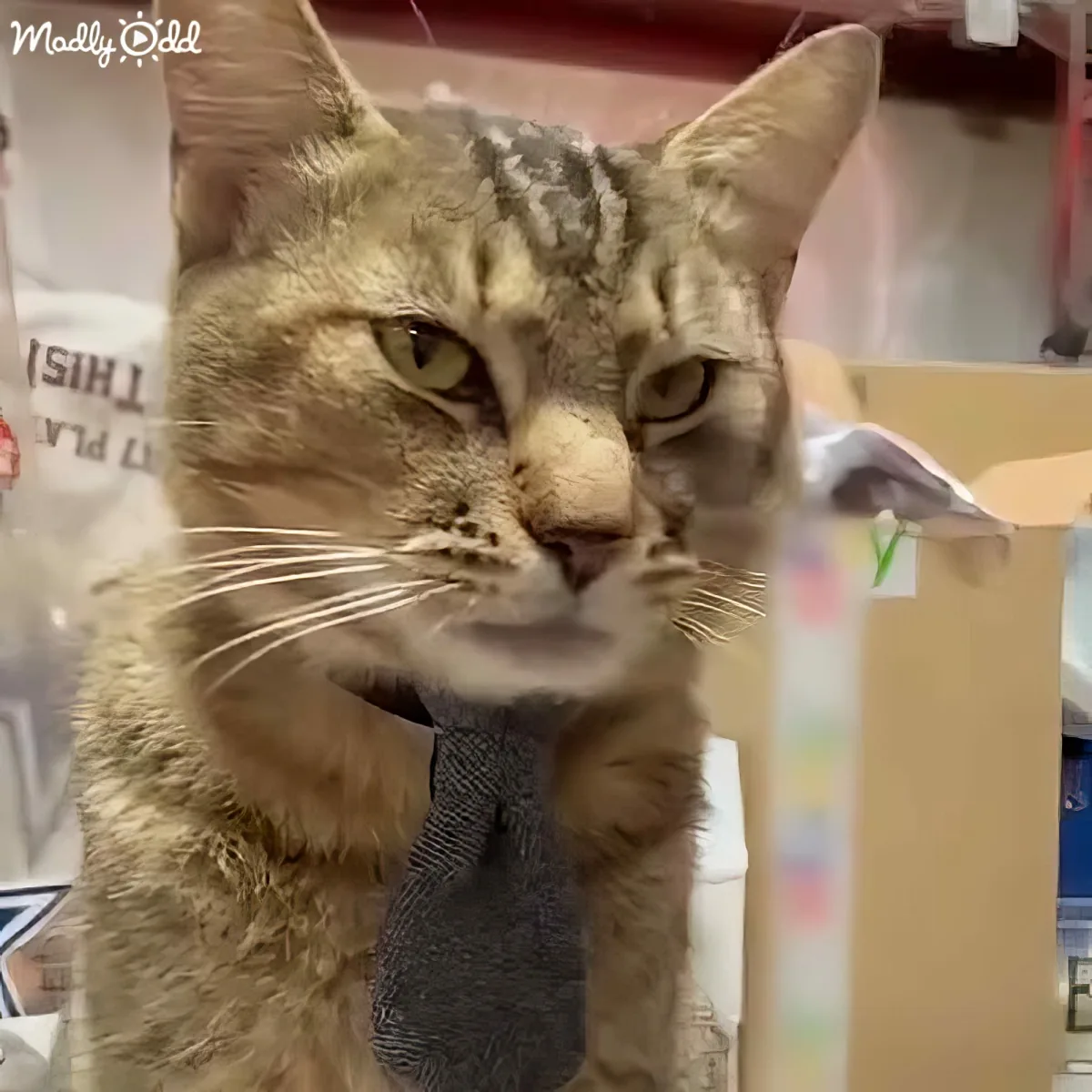 A cat wearing a tie looks directly at the camera with a curious expression.