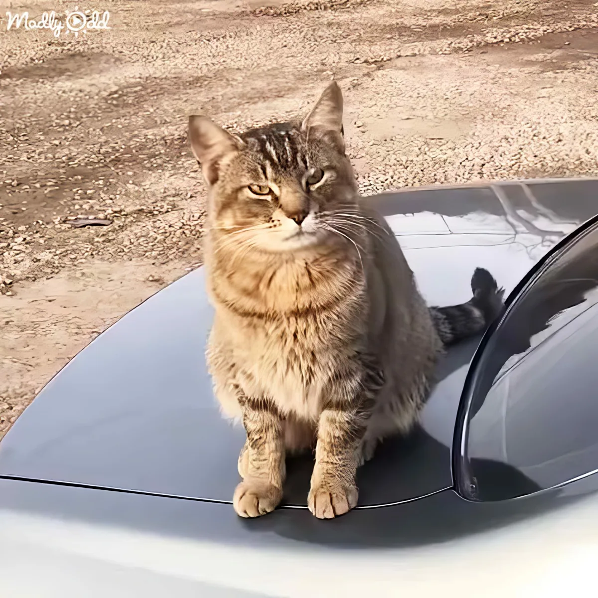 A tabby cat sits on the hood of a black car, looking directly at the camera.