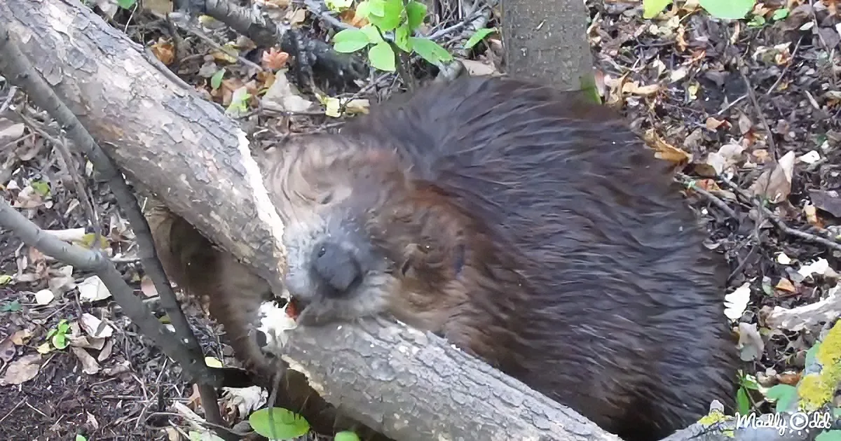 A beaver is chewing on a tree trunk in a forested area with leaves and branches around.