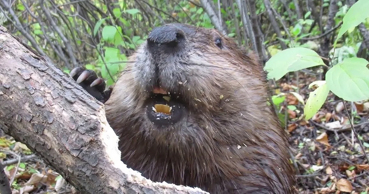 Busy Beaver Gleefully Chomps Through Tree in Very Close-up Footage