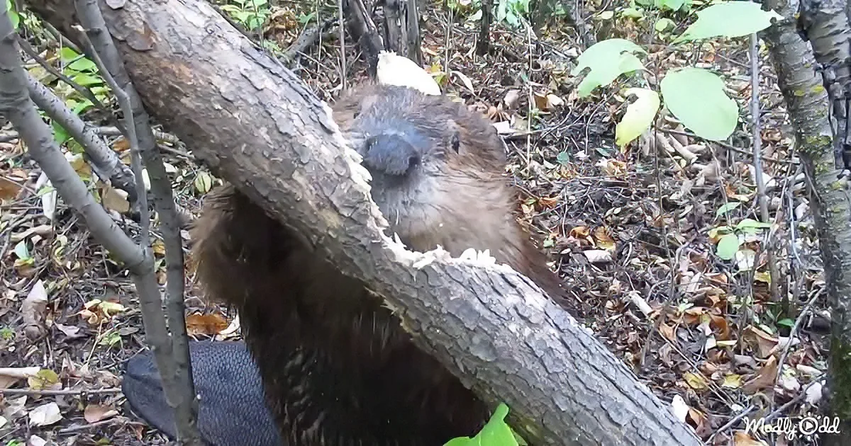 A beaver is gnawing on a tree branch in a forested area with fallen leaves.