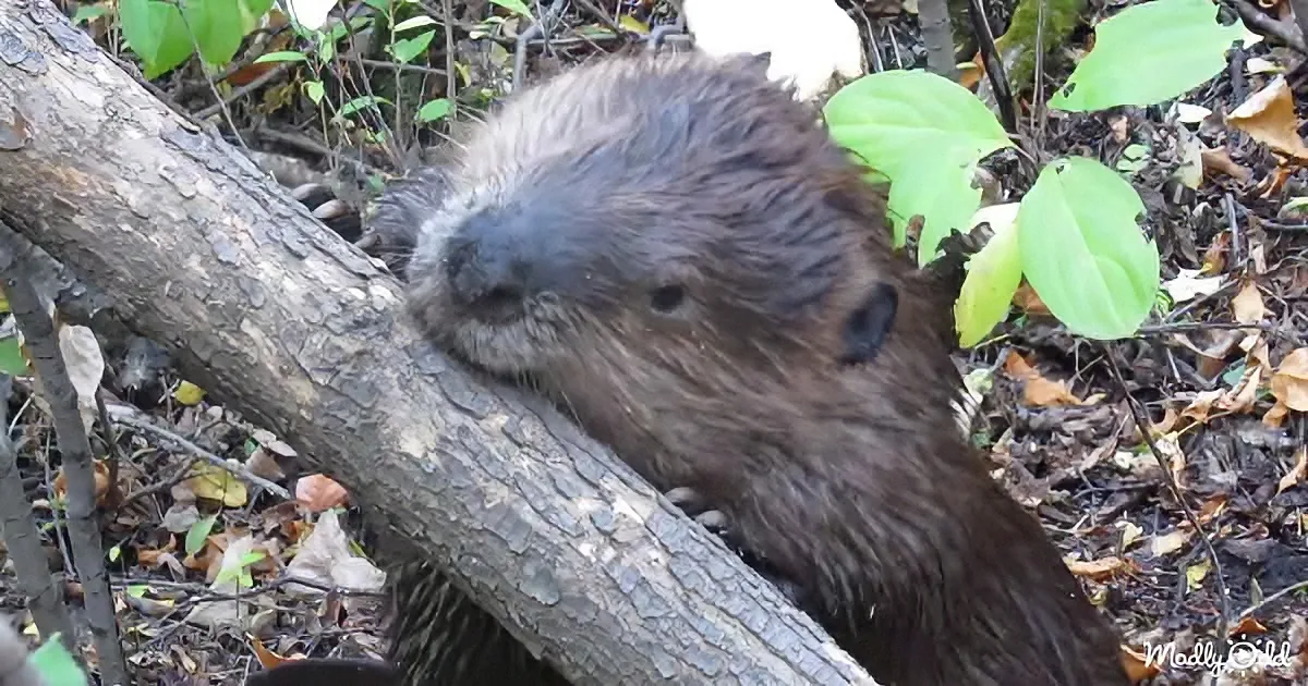 A wet beaver rests on a tree branch amidst fallen leaves and green foliage.