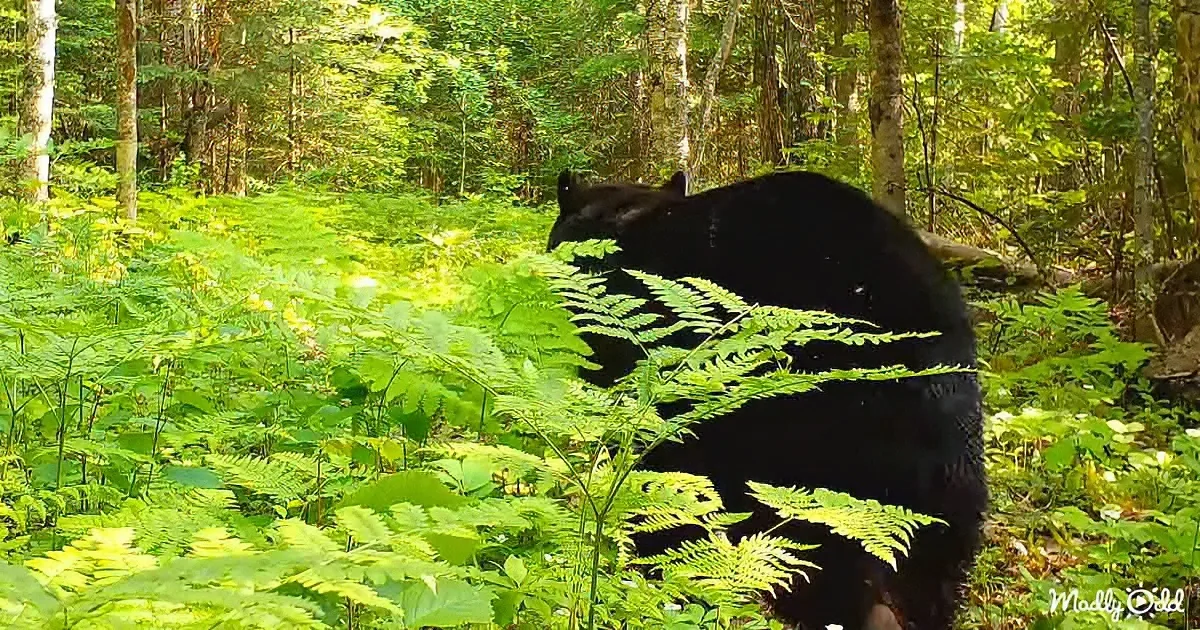 A black bear stands amidst lush green ferns and trees in a forest.