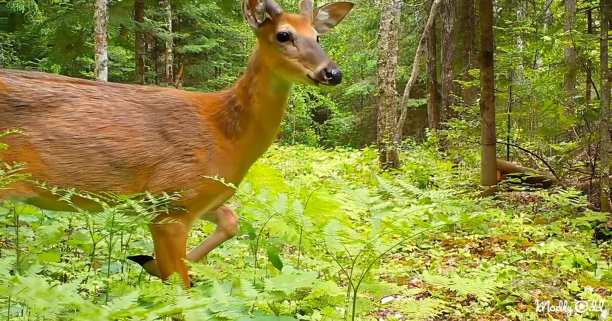 A deer stands amidst lush green ferns in a dense forest, surrounded by tall trees and vibrant foliage.