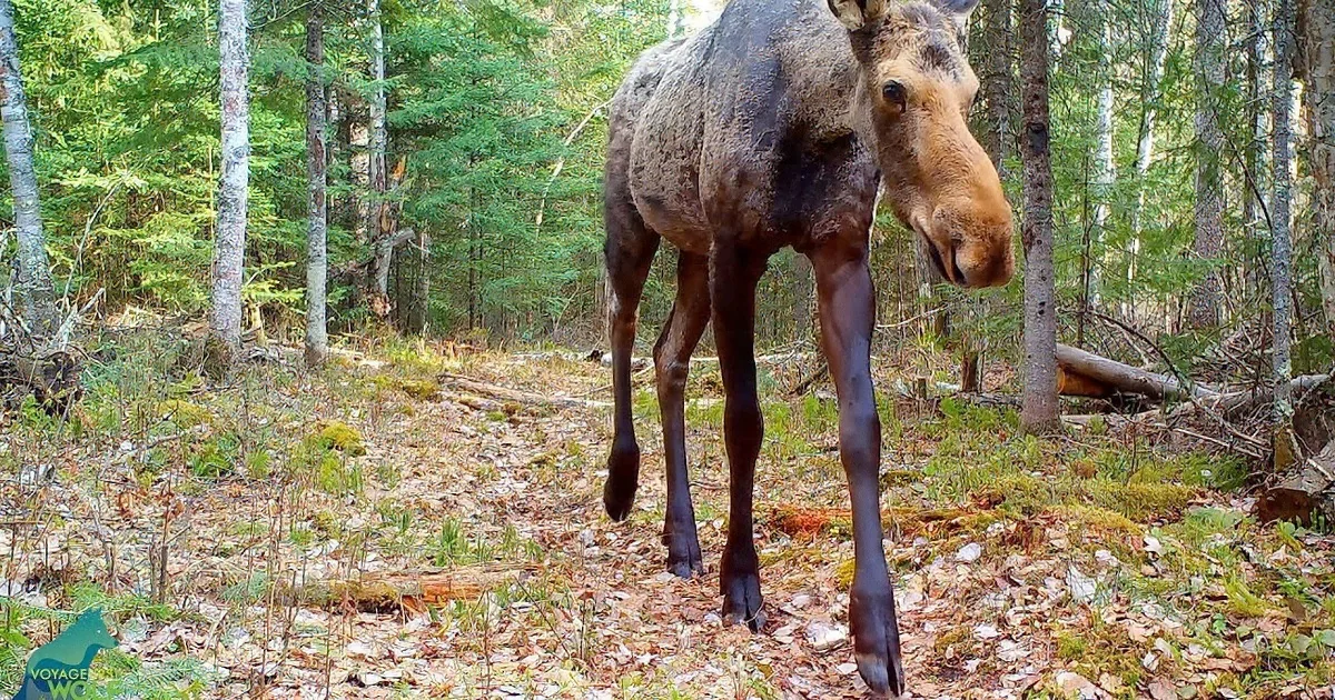 A Trail Cam Was Placed at a Hidden Spot in the Woods and Caught Something Remarkable