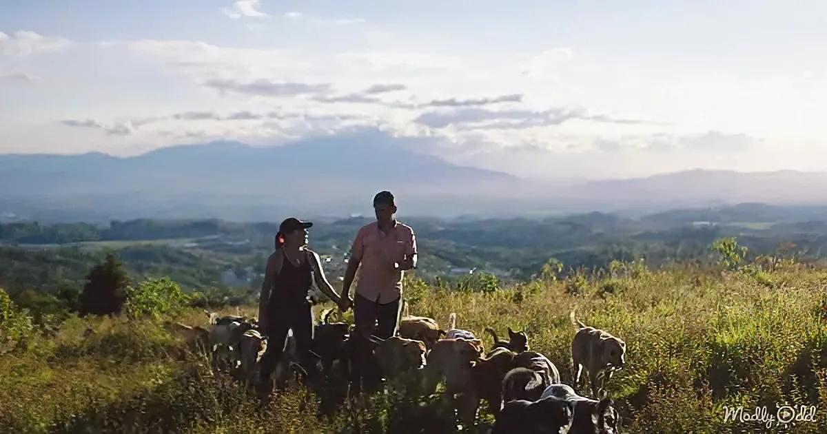 A couple walks hand-in-hand through a field with a flock of sheep, surrounded by lush greenery and distant mountains...