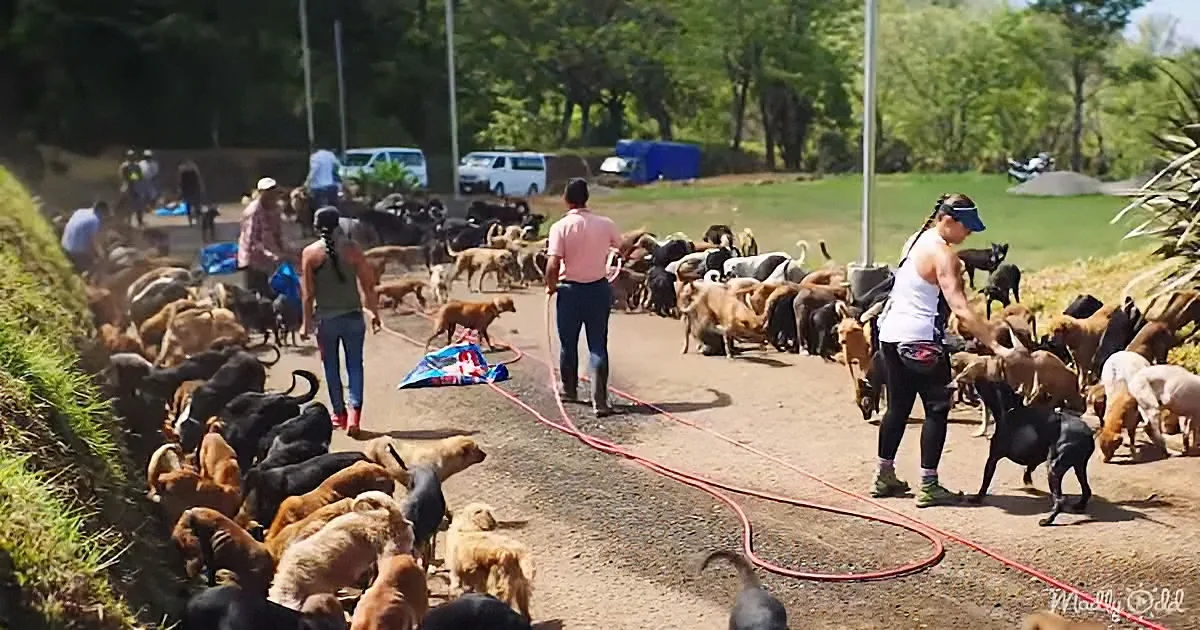A group of people is managing a large number of dogs on a dirt road in a park-like setting.