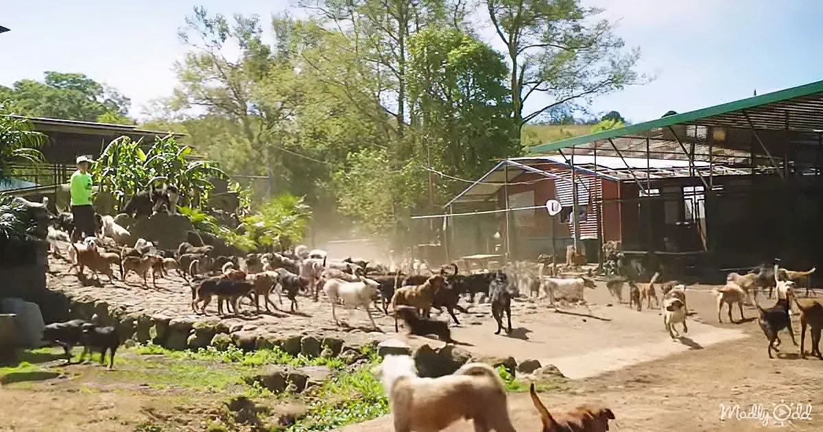 A herd of goats and sheep gather near a rural building under a sunny sky.